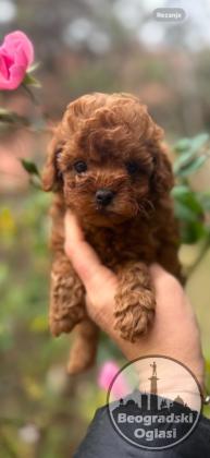 Stenci toy i mini pudle vrhinske genetike