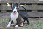 Mini Bull Terijer prelepi štenci