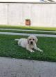 LABRADOR stenci