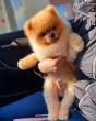 Najlepsi Pomeranci Boo