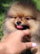 Pomeranac prelepi stenci
