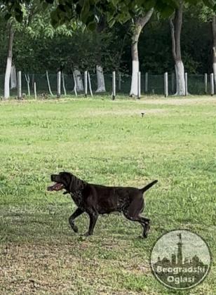 Nemački kratkodlaki ptičar ženka - NKD