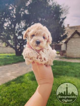 Maltipoo štenci