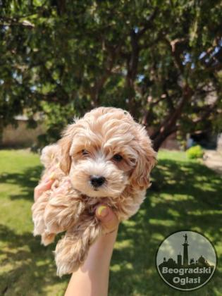 Maltipoo štenci