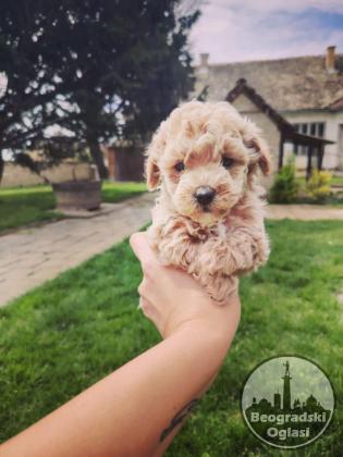 Maltipoo štenci