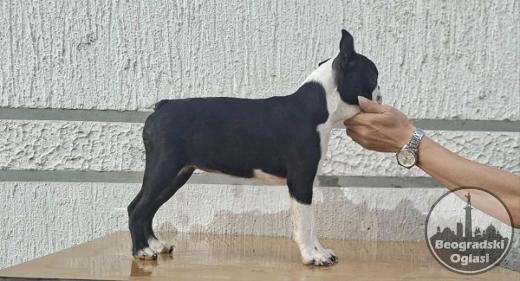 Bostonski terijer štenci