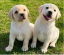 Labrador retriver štenci vrhunske krvne linije, 0616201468