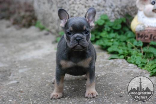 Francuski buldog štenci