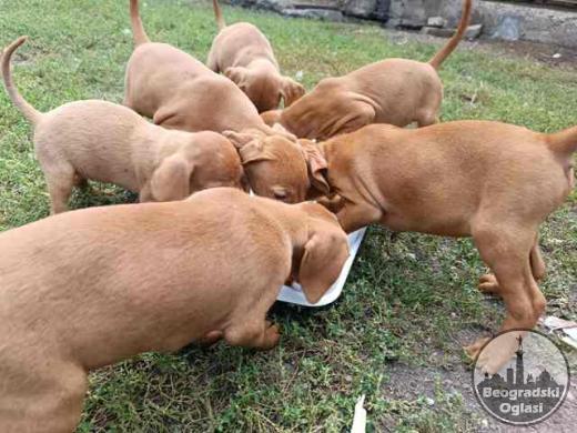 Kratkodlaka Mađarska Vižla, štenci