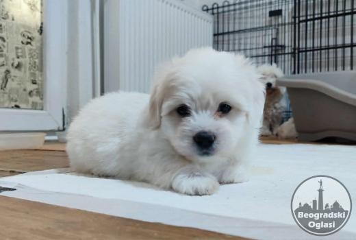 Coton de Tulear