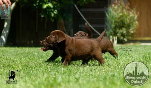 Labrador Retriver štenci, čokoladni