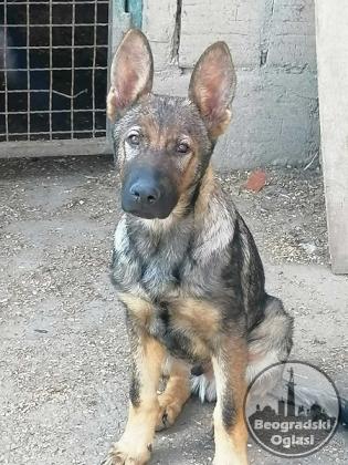 Nemački ovčar štenci