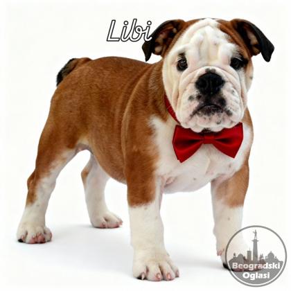 Engleski buldog vrhunski štenci