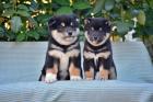 Shiba Inu / Šiba inu, štenci