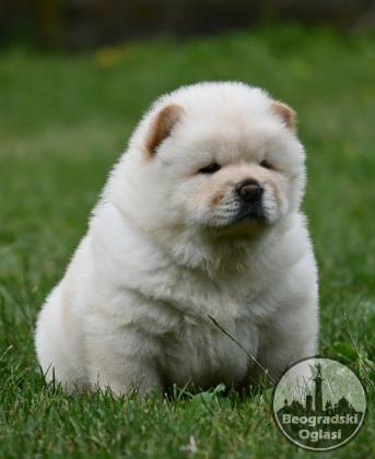 Chow Chow Cau Cau Čau Čau