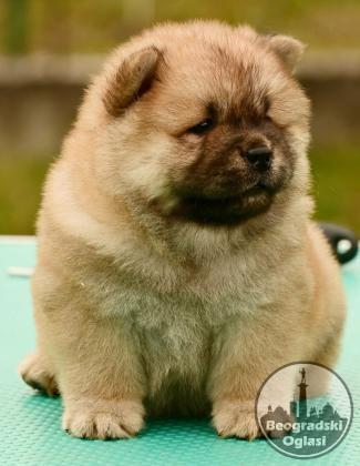 Chow Chow Cau Cau Čau Čau