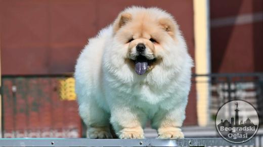 Chow Chow Cau Cau Čau Čau