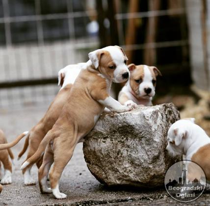 Američki staford terijer prelepi štenci