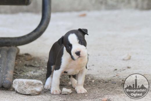 Američki staford terijer prelepi štenci
