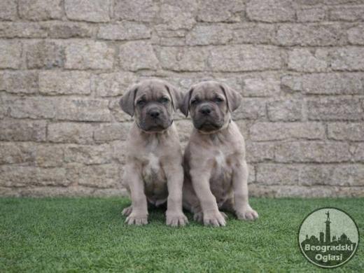 Cane Corso štenci