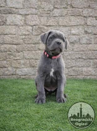 Cane Corso štenci