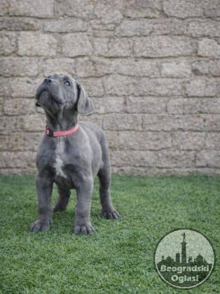 Cane Corso štenci