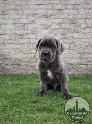 Cane Corso štenci