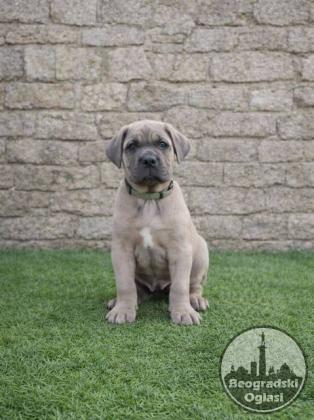 Cane Corso štenci