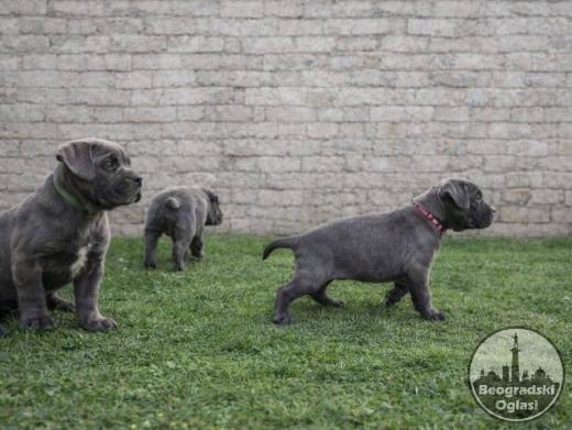 Cane Corso štenci