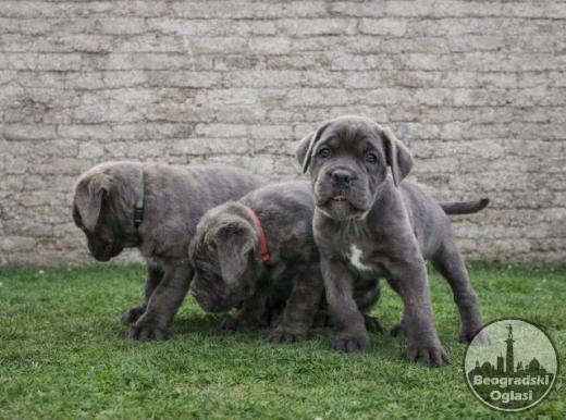 Cane Corso štenci