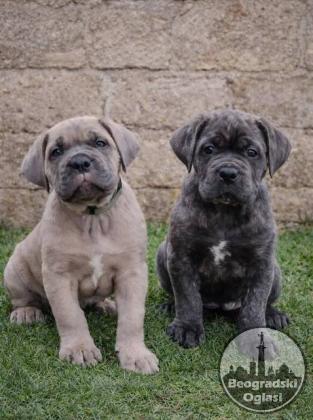 Cane Corso štenci