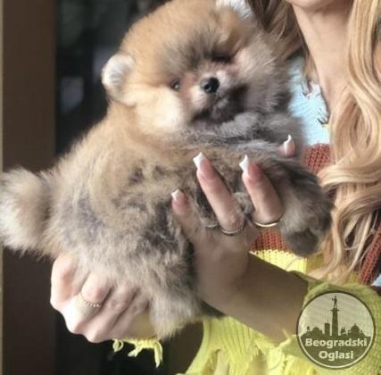 Pomeranski špic,Pomeranac,Pomeranian,Boo štenci