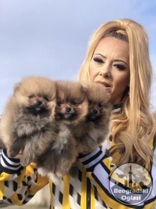 Pomeranski špic,Pomeranac,Pomeranian,Boo štenci