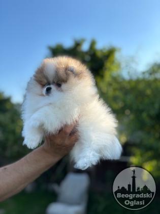 Pomeranski špic,Pomeranac,Pomeranian,Boo štenci