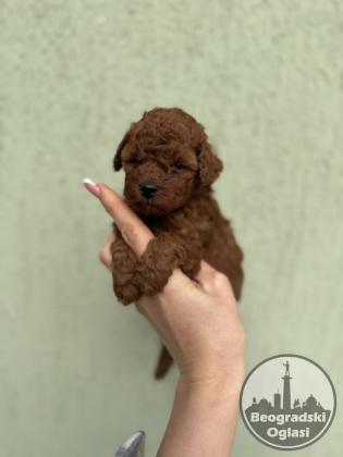 Stenci toy i mini pudle