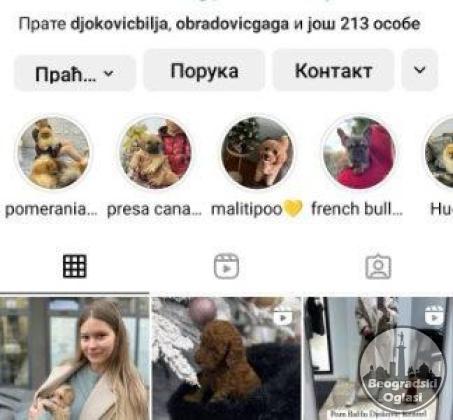 Stenci toy i mini pudle vrhunske genetike