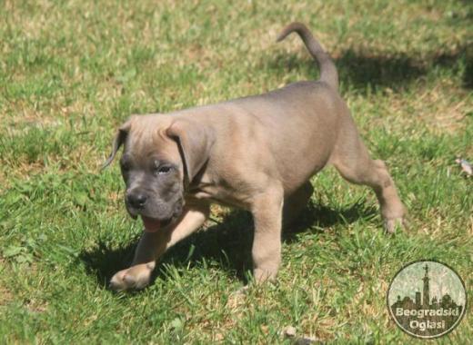 Cane Corso štenci