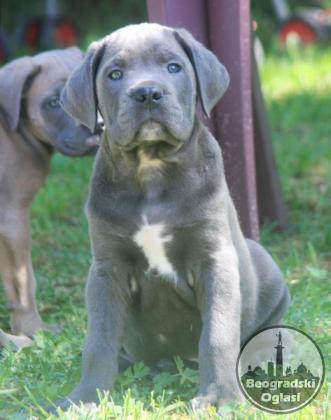 Cane Corso štenci