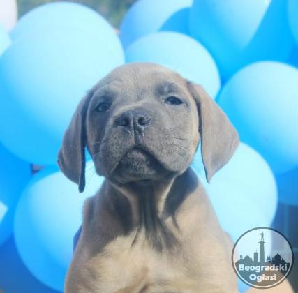 Cane Corso štenci