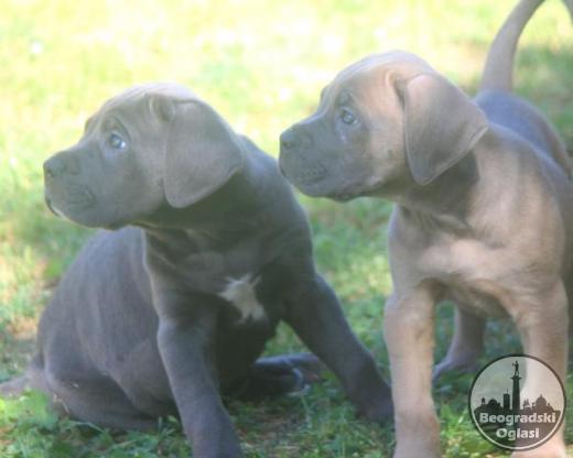 Cane Corso štenci