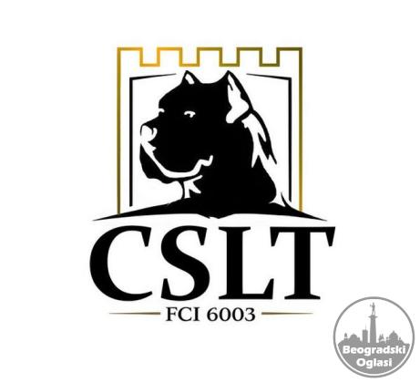 Cane Corso štenci