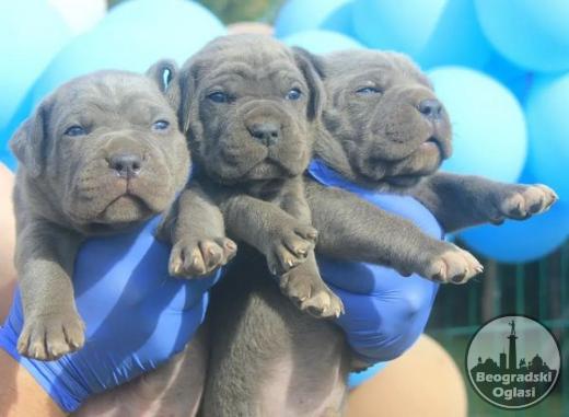 Cane Corso štenci