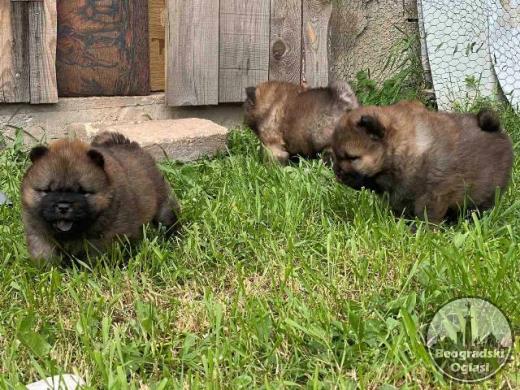 Chow Chow štenci
