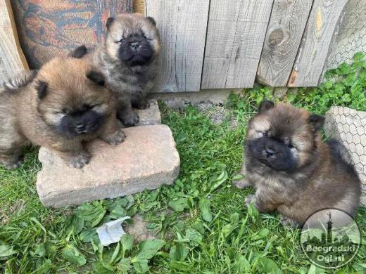 Chow Chow štenci