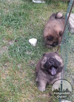 Chow Chow štenci