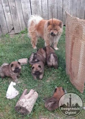 Chow Chow štenci