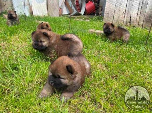 Chow Chow štenci