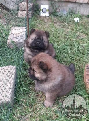 Chow Chow štenci