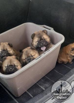 Chow Chow štenci