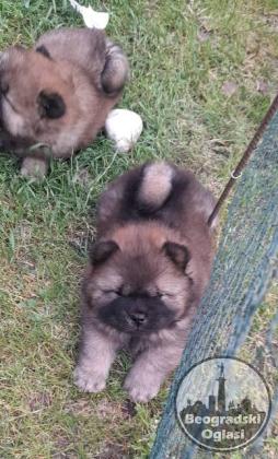 Chow Chow štenci